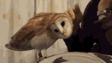 Owl Pets GIF - Owl Pets GIFs
