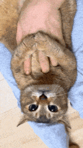 Tole Tole Cat GIF - Tole Tole Cat Upside Down GIFs