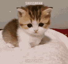 shasshank cat