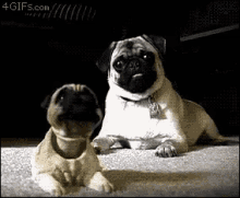 What Happened Pug GIF - What Happened Pug Funny Animals GIFs