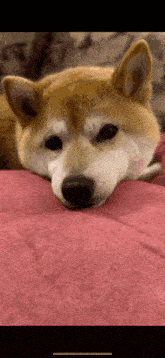 a close up of a dog laying on a pink blanket .