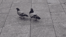 Me & My Bestie GIF - Pigeons Bestie Strollingaround GIFs
