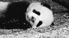 Panda Wake GIF - Panda Wake Up GIFs
