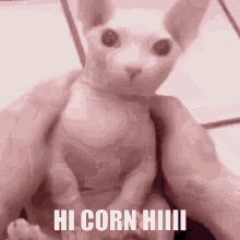 Hi Corn Corn Corbie Corb Hiiii Bingus GIF - Hi Corn Corn Corbie Corb Hiiii Bingus GIFs