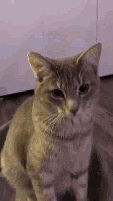 Cat Angles GIF - Cat Angles GIFs