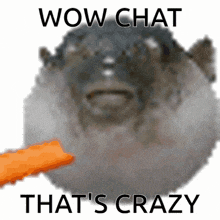 a picture of a puffer fish with the words wow chat that 's crazy above it