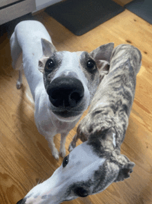Whippet Dogs GIF - Whippet Dogs Puppy Love GIFs