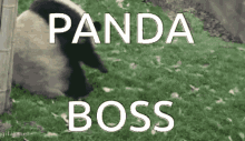 Pandaboss Boss GIF - Pandaboss Boss Panda GIFs