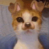 a close up of a person holding a cat with a dog 's face .