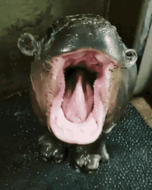 Cute Hippo GIF - Cute Hippo Yawn GIFs