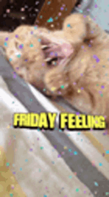 Friday Feeling Tgif GIF - Friday Feeling Tgif Cat GIFs