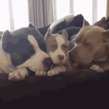 Dogs Pets GIF - Dogs Pets Cuddle GIFs