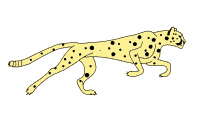 cheetah energetic