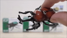 a person is holding a toy beetle with their fingers .