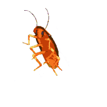 cockroach jumping