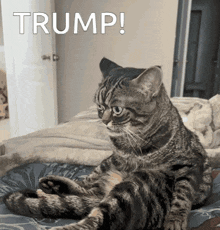 a cat is sitting on a bed with the word trump written above it