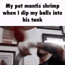 Shrip Mantis GIF - Shrip Mantis Comedy GIFs