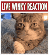 a cat is laying on a blanket under a sign that says " live winky reaction "