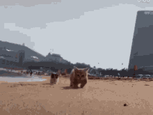 Cats Beach GIF - Cats Beach Walk GIFs