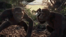 two chimpanzees are standing next to each other in the woods holding a bottle .