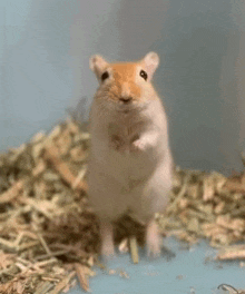 a hamster is standing on its hind legs in a pile of hay and looking at the camera .