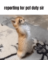 a kitten standing on its hind legs with the words " reporting for pcf duty sir " above it