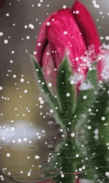 a close up of a red rose with snow falling around it