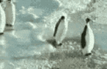 Penguin Slap GIF - Penguin Slap Smack GIFs