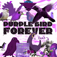 a collage of purple birds with the words " purple bird forever "