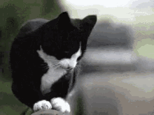 Cute Cat GIF - Cute Cat Felix Cat GIFs