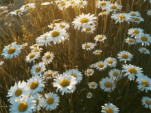 White Flowers GIF - White Flowers Daisy GIFs