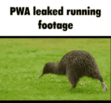 Pwa Pixel Wolf Animation Kiwi Running GIF