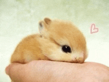 a person is holding a small hamster in their hand with a heart in the background .