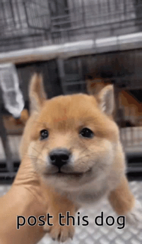 New trending GIF tagged dog meme pun via…