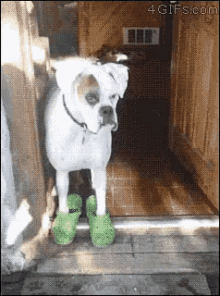 Boxer Dog GIF - Boxer Dog Crocs GIFs