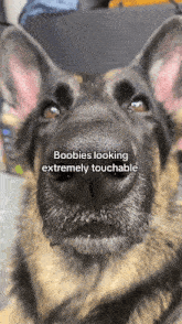 a close up of a german shepherd 's nose with the caption " boobies looking extremely touchable " on it