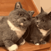 Cats What GIF