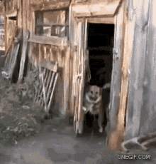 Russia Dog GIF - Russia Dog Privacy GIFs