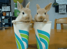 Flavor Of Cute: 2 Bunnies, 2 Cups GIF - Wildlife Funny Drinks GIFs