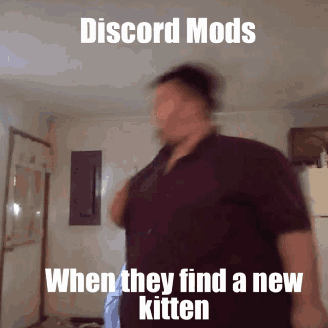 Discord Moderator GIF - Discord Moderator Kitten GIFs