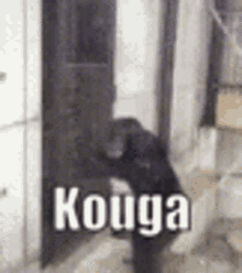 Kouga Monkey GIF - Kouga Monkey Jumping GIFs
