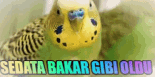 a close up of a bird with the words sedata bakar gibi oldu written below it