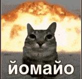 a cat is standing in front of an explosion with the words i omaio on the bottom