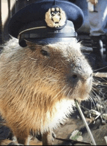 a capybara wearing a police hat is eating a leaf