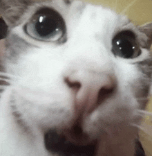 a close up of a cat 's face looking at the camera with a surprised look on its face .