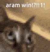 Aram Win Flyu Gifs GIF - Aram Win Flyu Gifs GIFs