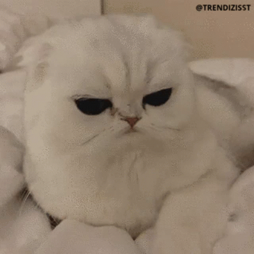 adorable grumpy cat
