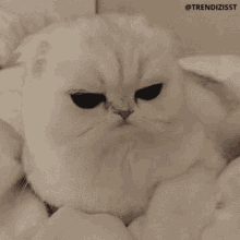 Grumpy Cat Say What GIF