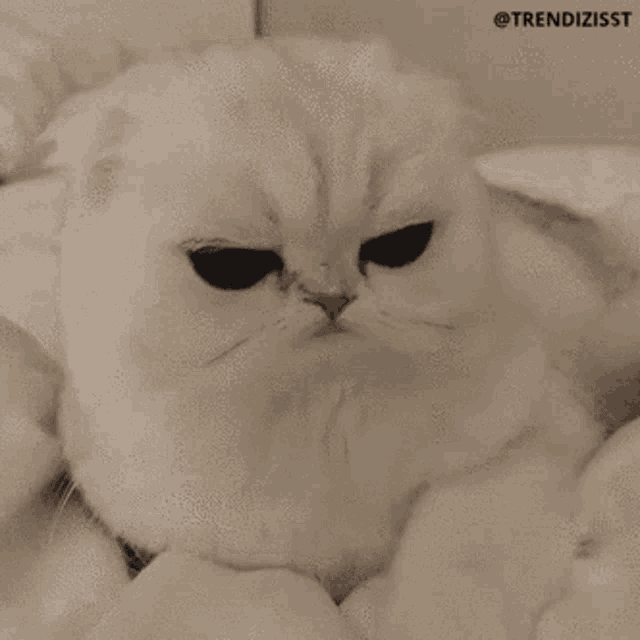 grumpy cat cute