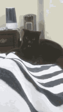 Cat Extra GIF - Cat Extra Attack GIFs